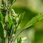 Talpa-gâștei, planta calmantă care ajută sistemul nervos. Ce beneficii are și unde îi sunt limitele
