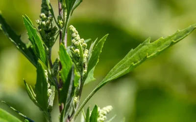 Talpa-gâștei, planta calmantă care ajută sistemul nervos. Ce beneficii are și unde îi sunt limitele