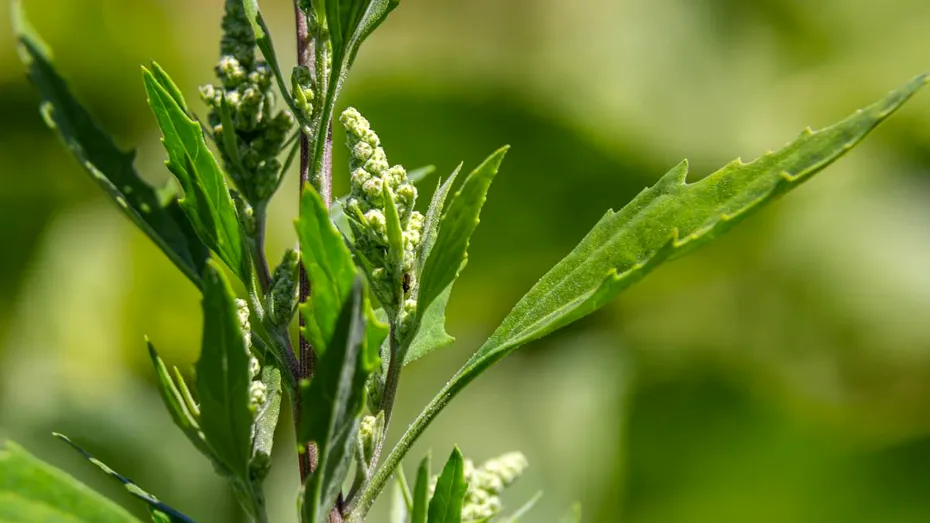 Talpa-gâștei, planta calmantă care ajută sistemul nervos. Ce beneficii are și unde îi sunt limitele