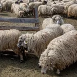 Fabrica de lână din Olt, finanțată cu 182 milioane lei, blocată în instanță. Investiția riscă întârzieri