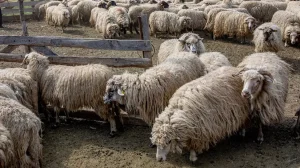 Fabrica de lână din Olt, finanțată cu 182 milioane lei, blocată în instanță. Investiția riscă întârzieri