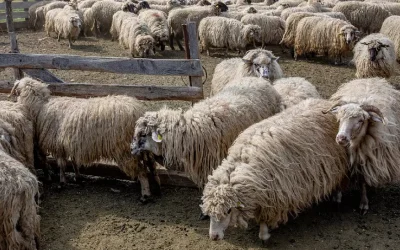 Fabrica de lână din Olt, finanțată cu 182 milioane lei, blocată în instanță. Investiția riscă întârzieri