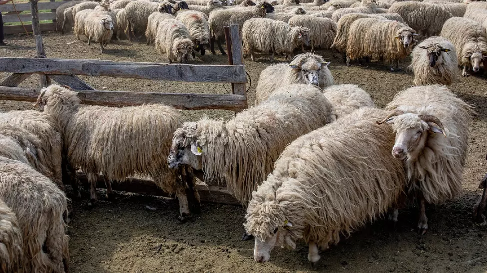 Fabrica de lână din Olt, finanțată cu 182 milioane lei, blocată în instanță. Investiția riscă întârzieri