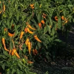 Record impresionant pentru cercetătorii din Buzău. Ardeiul românesc care atinge 2,7 milioane de unități Scoville