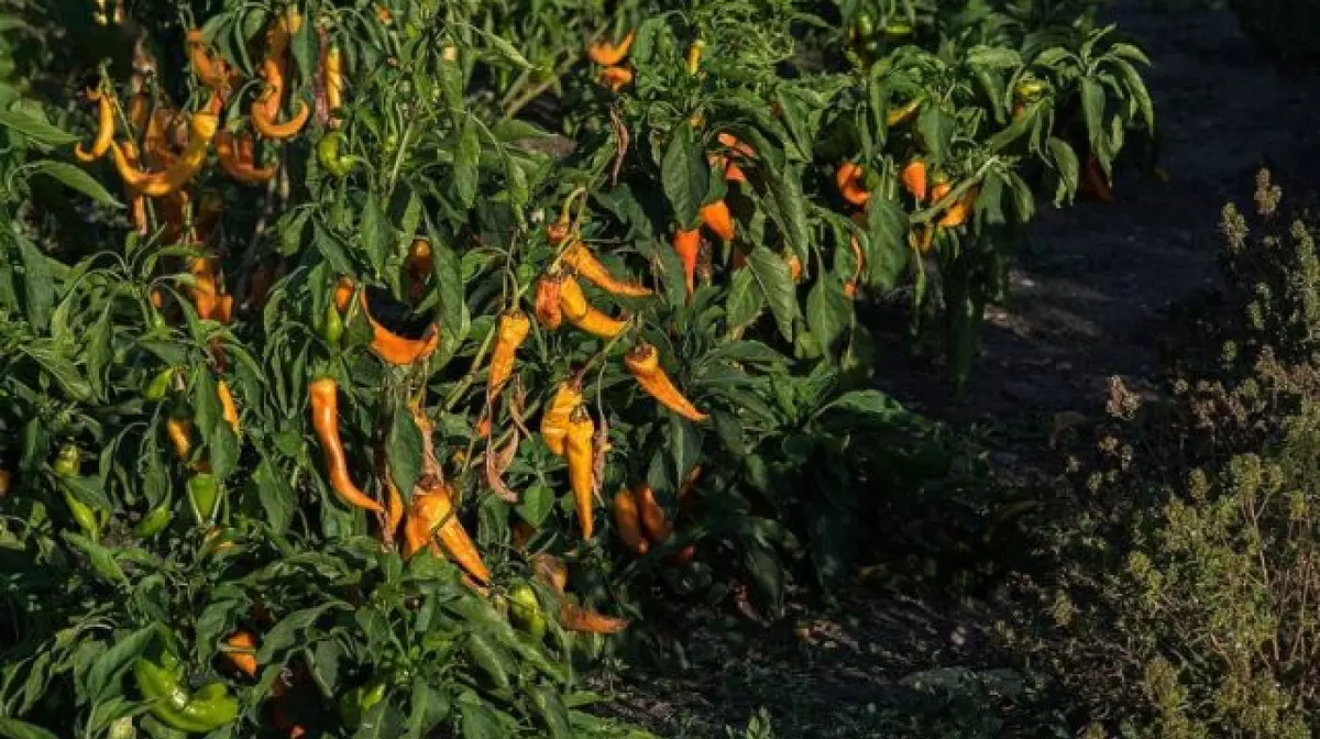 Record impresionant pentru cercetătorii din Buzău. Ardeiul românesc care atinge 2,7 milioane de unități Scoville